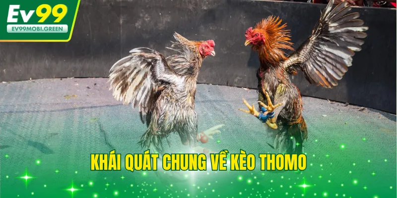 Khái quát chung về kèo Thomo