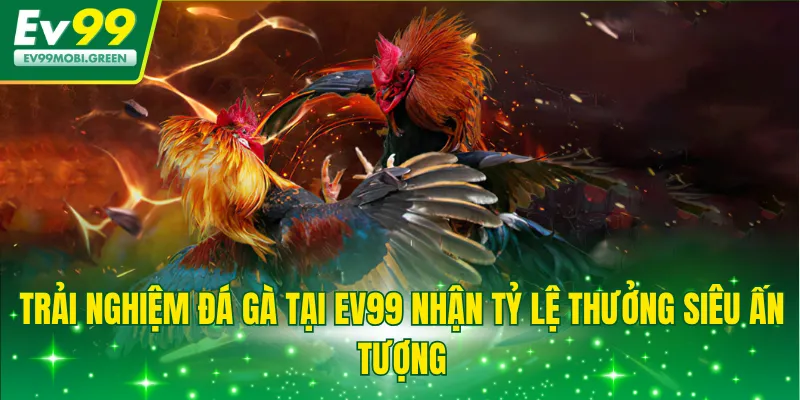 Trải nghiệm đá gà tại EV99 nhận tỷ lệ thưởng siêu ấn tượng